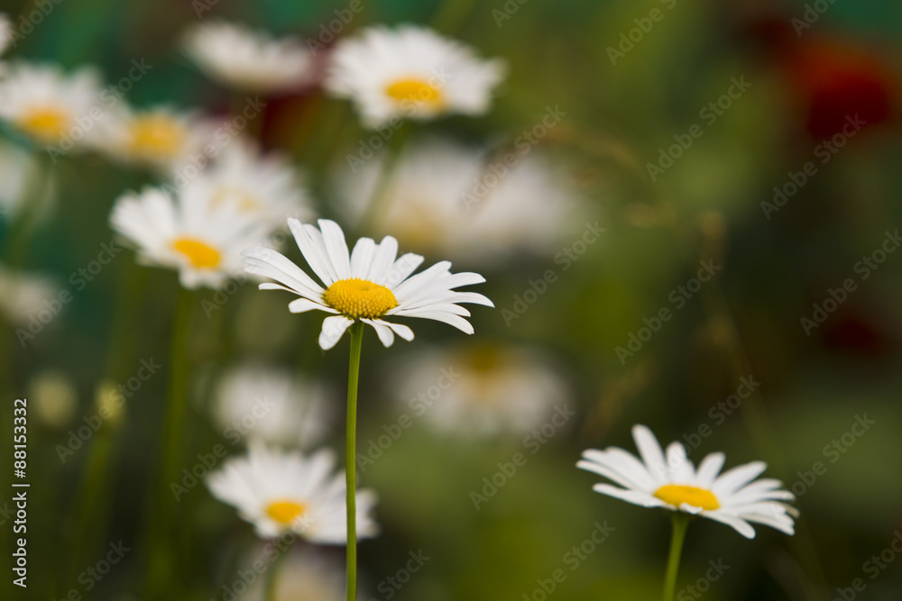 Chamomile flowers.