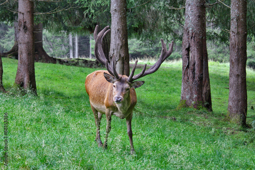 Obraz premium CERVI PASCOLANDO AL PARCO DI PANEVEGGIO