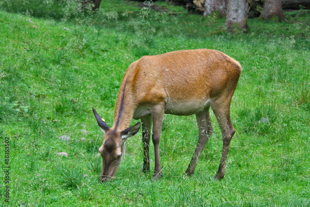 CERVI PASCOLANDO AL PARCO DI PANEVEGGIO CERVI PASCOLANDO AL PARCO DI PANEVEGGIO