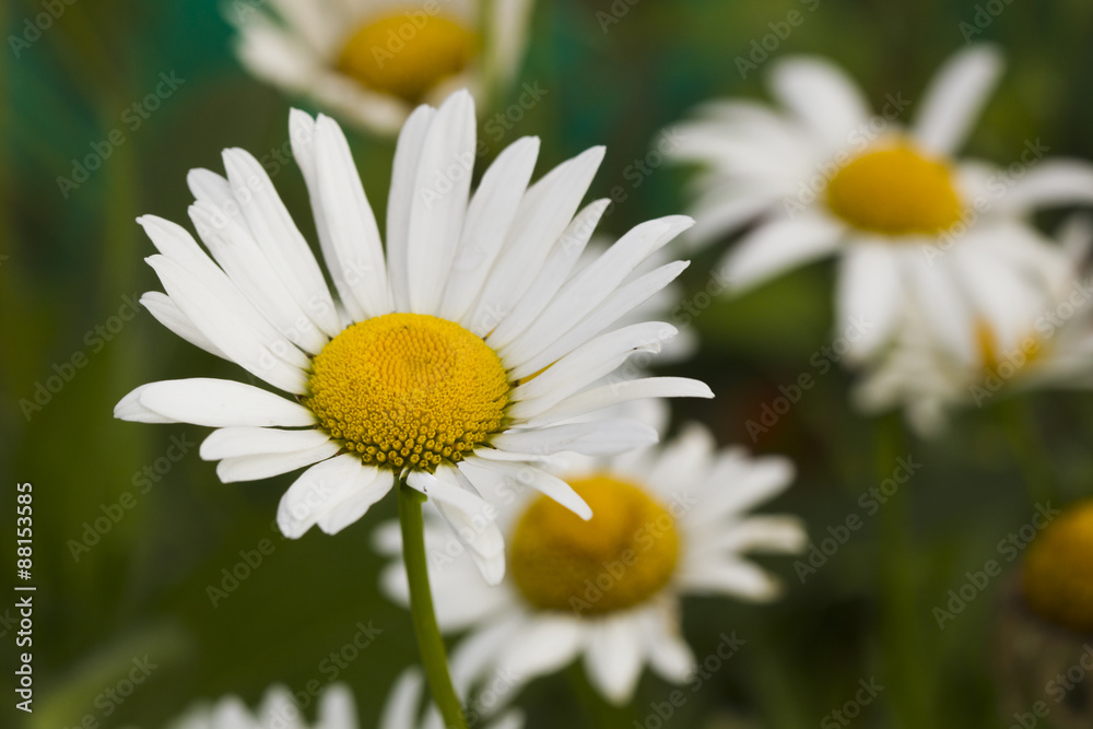 Chamomile flowers.