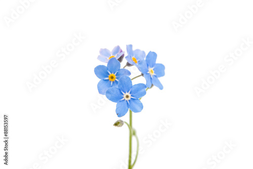 forget-me-flower photo