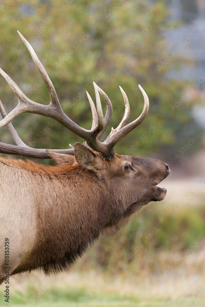 Bull Elk Bugling in the Rut Bull Elk Bugling in the Rut