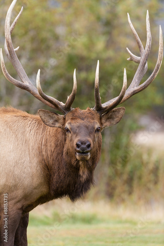 Bull Elk Portrait