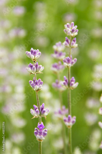 purple lavender  blurred background