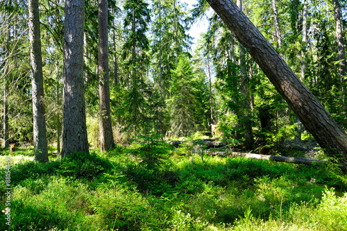 Kiefernwald im Lahemaa Nationalpark / Estland © Candy Rothkegel
