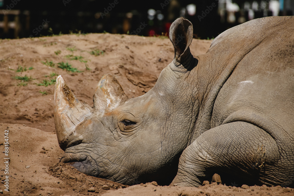 Fototapeta premium Nahaufnahme von einem Breitmaulnashorn (Ceratotherium simum)