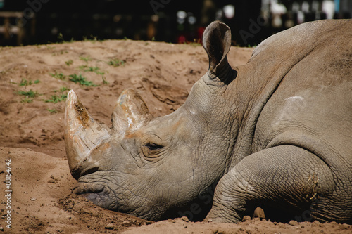 Nahaufnahme von einem Breitmaulnashorn (Ceratotherium simum) photo