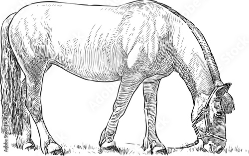 grazing horse