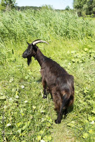 Brown nanny goat on a pasturage dense grass