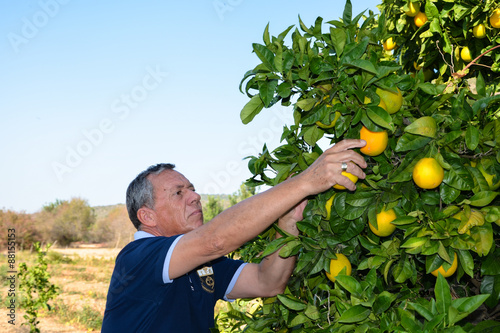 Senior man with graying hair who harvest oranges