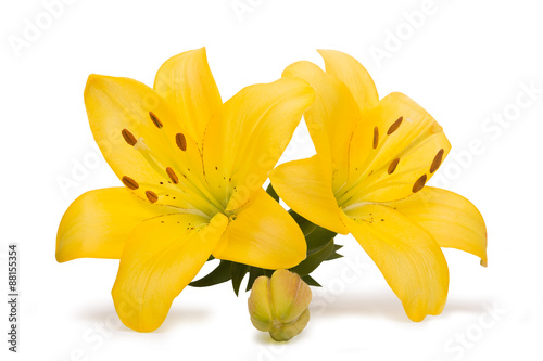Fototapeta Naklejka Na Ścianę i Meble -  yellow Lily