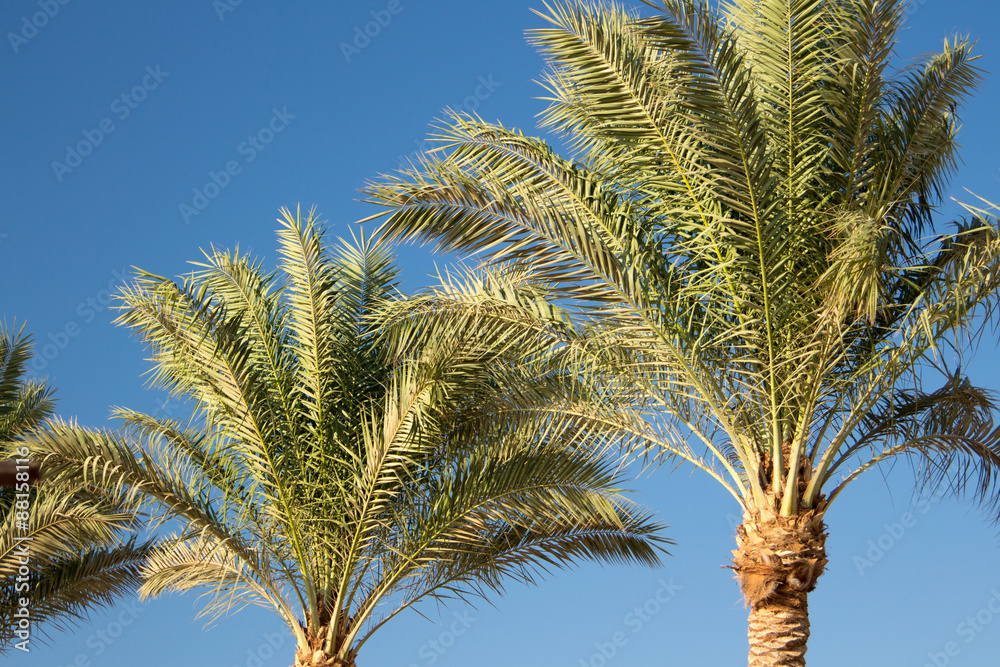 Fototapeta premium Palm trees