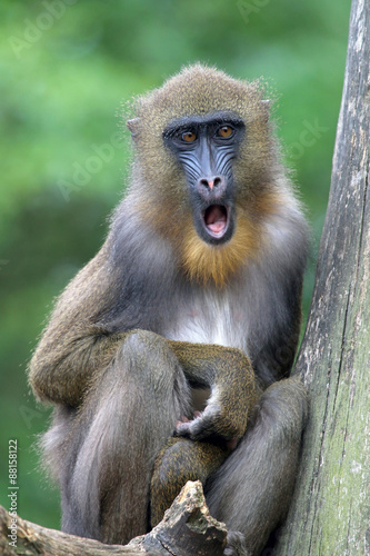 Portrait of a young male mandrill