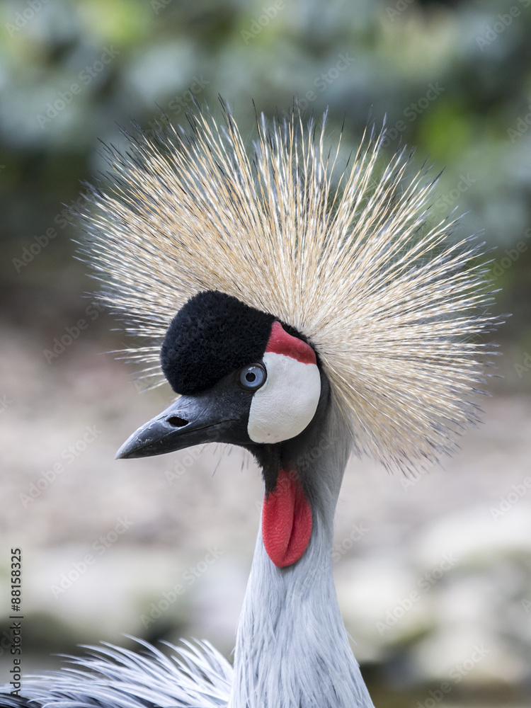 Fototapeta premium Crowned crane bird