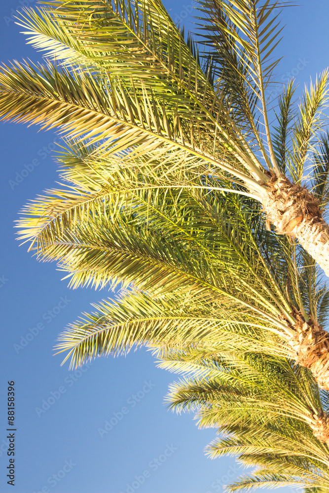 Palm trees Palm trees