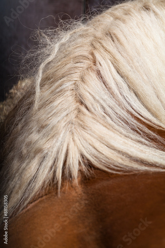 Fototapeta Naklejka Na Ścianę i Meble -  blonde Mähne