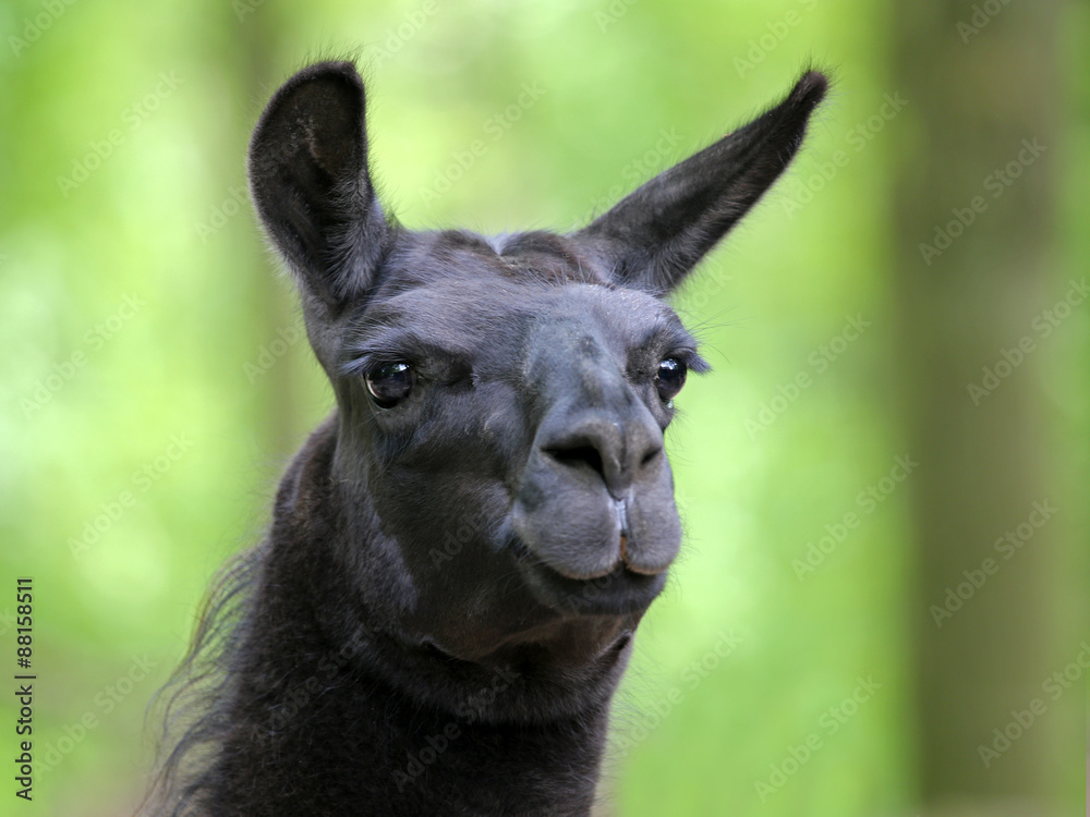 Fototapeta premium Lama