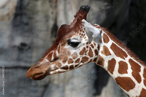 Portrait of a giraffe in front of a rocky background