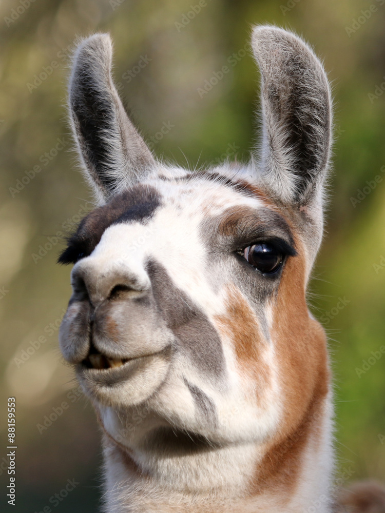 Portrait of a lama with a green background