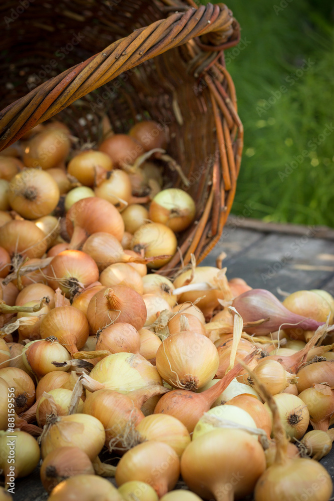Freshly harvested onions spilling on an old wooden table top, ne - obrazy, fototapety, plakaty 