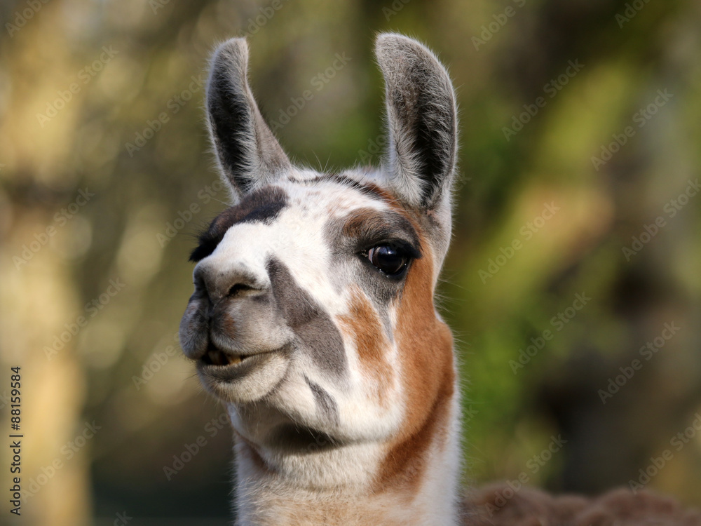 Obraz premium Portrait of a lama with a green background