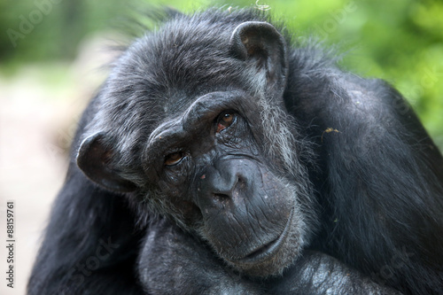 Chimpanzee © Edwin Butter