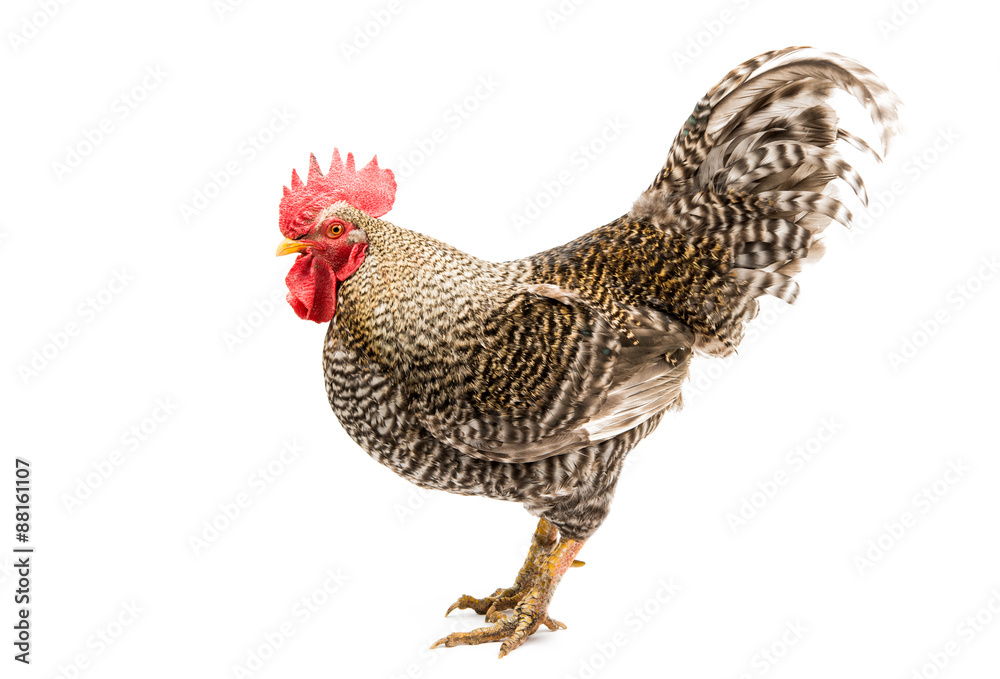 Fototapeta premium rooster