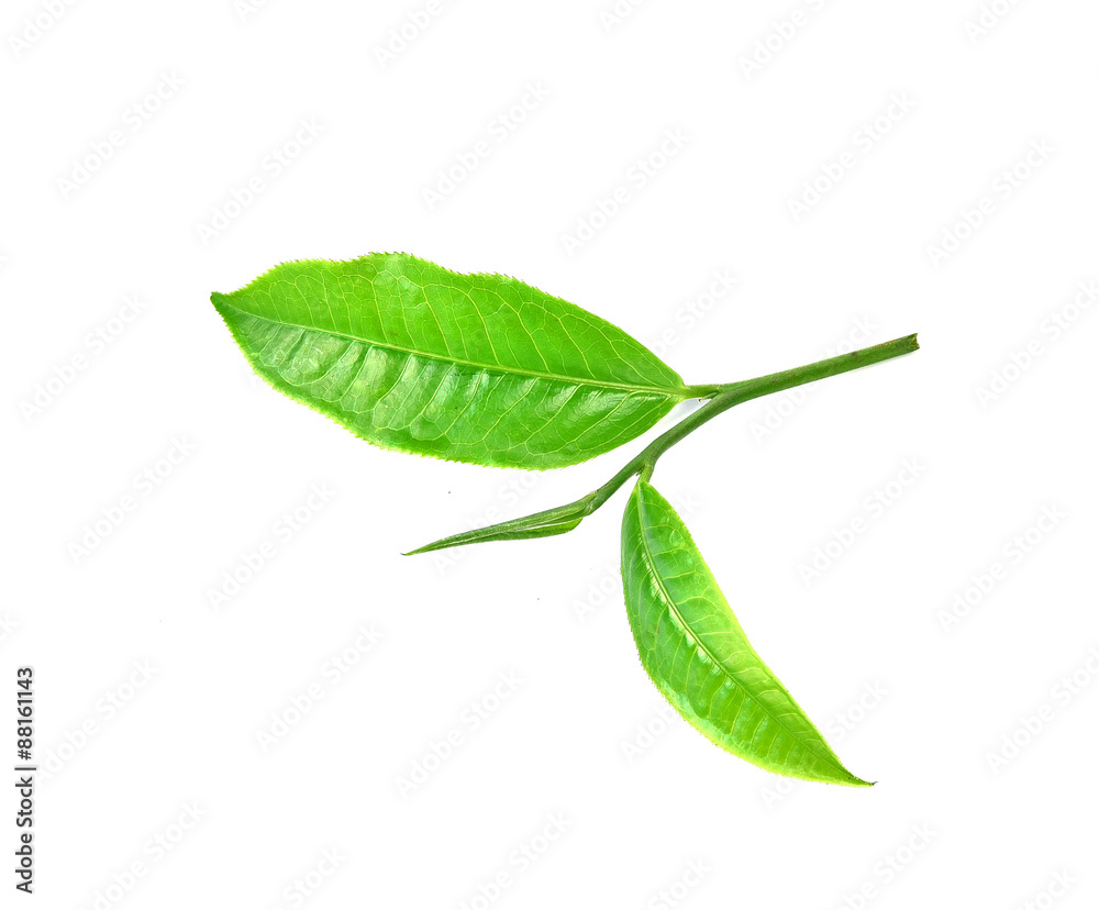 Obraz premium Green tea leaf isolated on white background