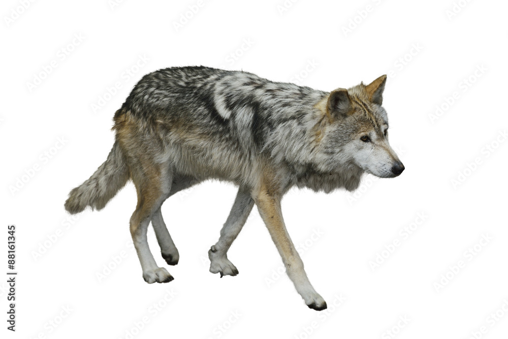 Obraz premium Grey Wolf (Canis lupus)