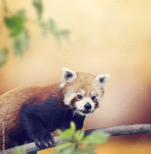 Fototapeta Naklejka Na Ścianę i Meble -  Red Panda