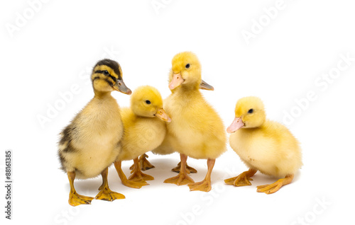 little goslings