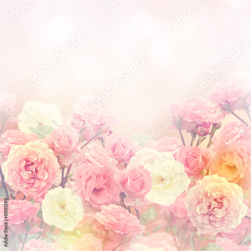 Roses Background