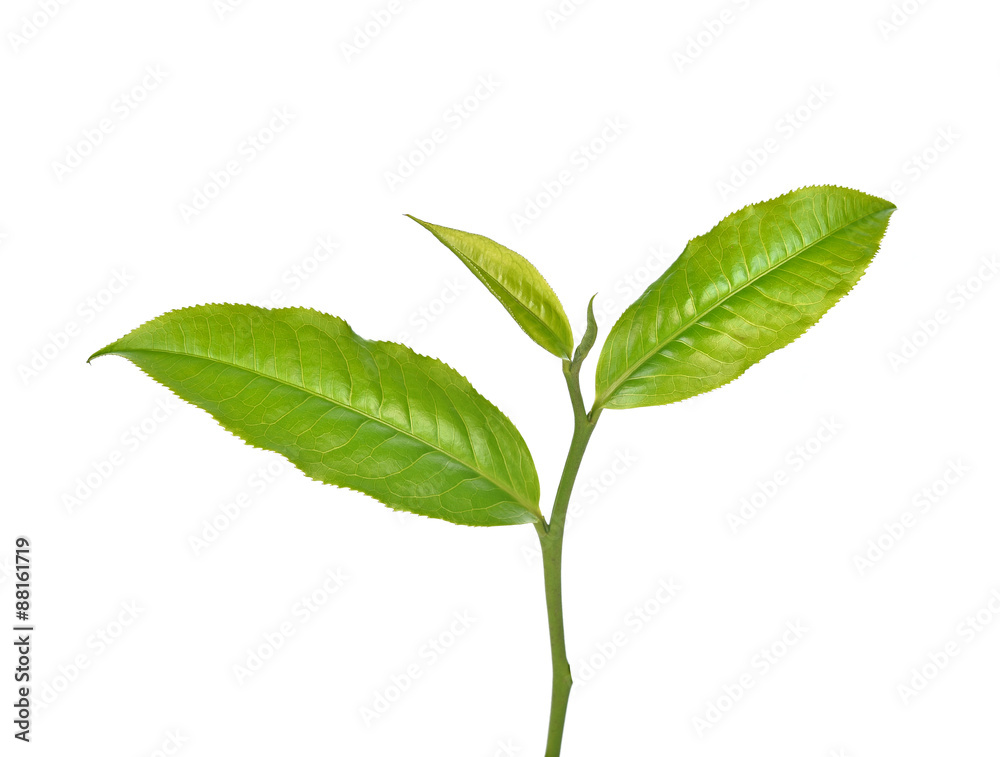 Green tea leaf isolated on white background Green tea leaf isolated on white background
