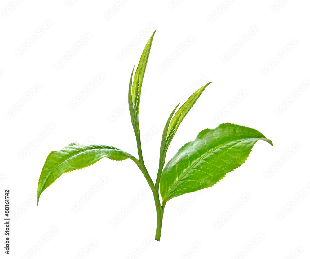 Naklejka premium Green tea leaf isolated on white background