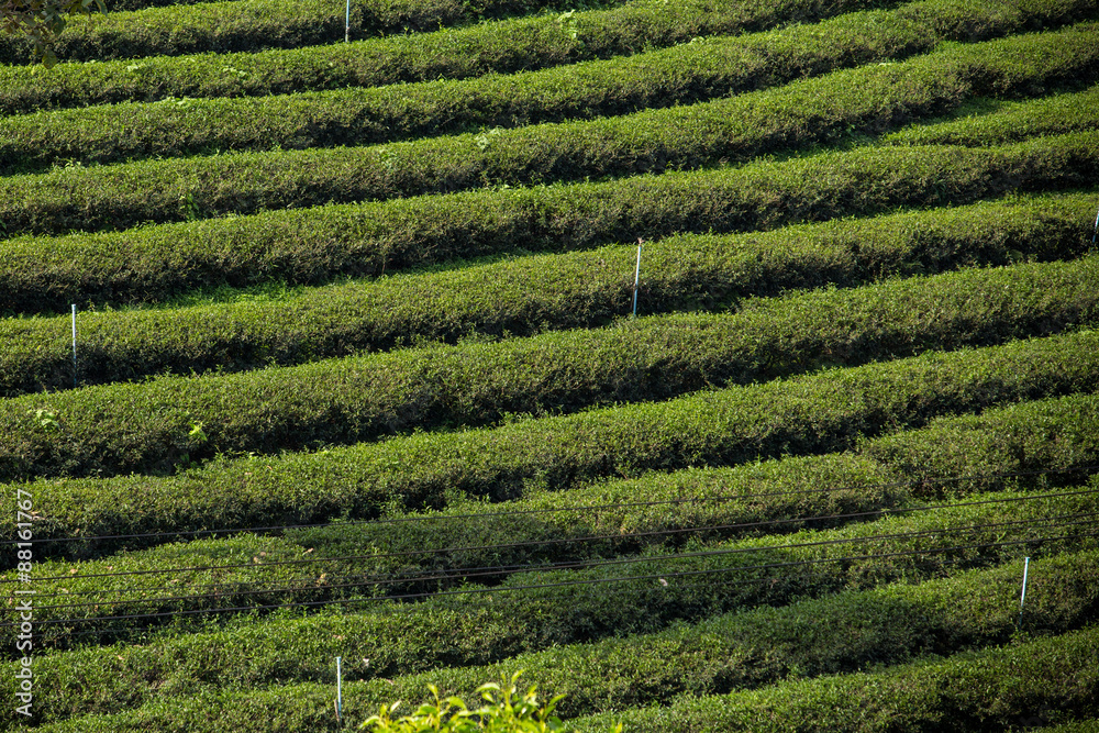 Tea Plantation in Chiang Rai,North of Thailand.