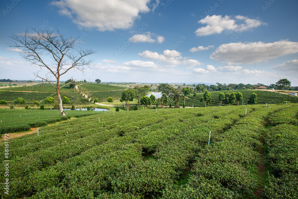 Tea plantation landscape with blue sky background at Chouifong T