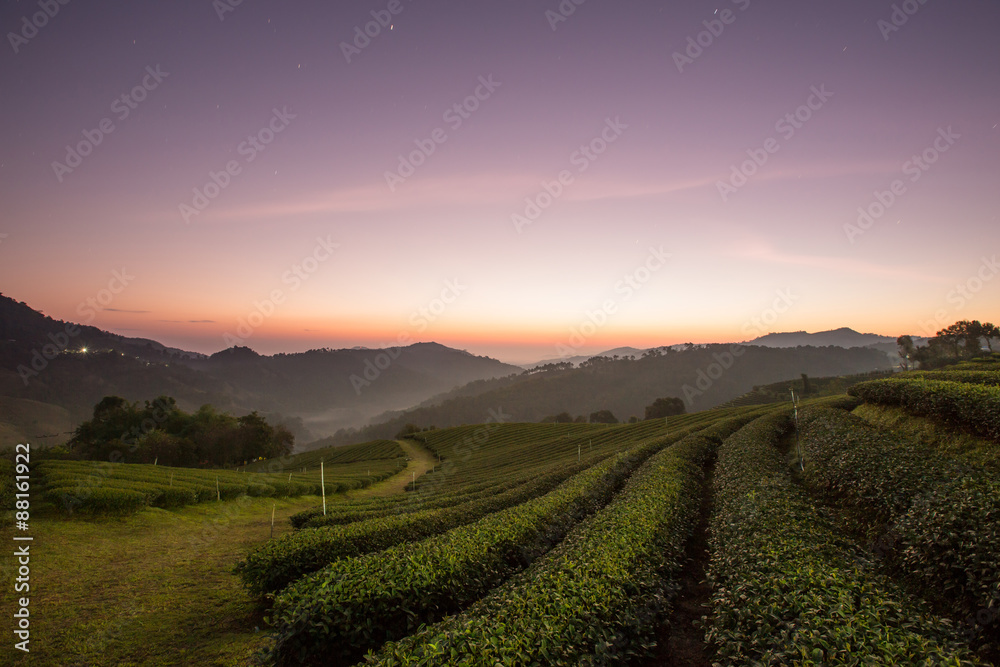 Tea Plantation in Chiang Rai,North of Thailand.