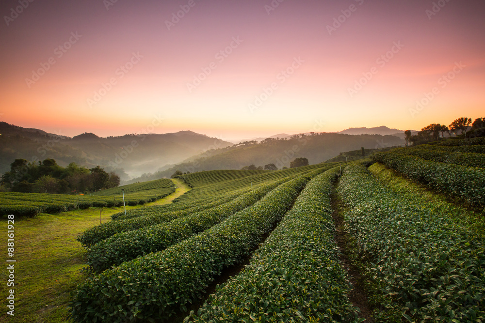 Tea Plantation in Chiang Rai,North of Thailand.