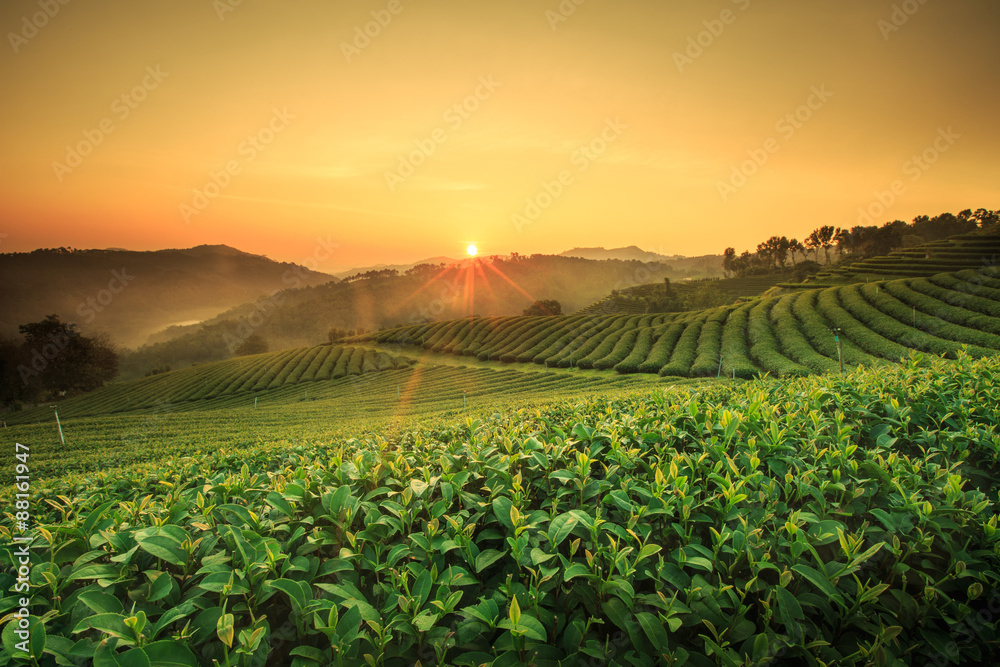 Tea Plantation in Chiang Rai,North of Thailand. - obrazy, fototapety, plakaty 