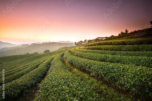 Tea Plantation in Chiang Rai North of Thailand.