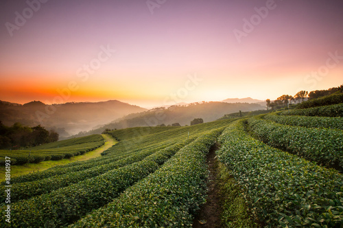 Tablou pe pânză Tea Plantation in Chiang Rai,North of Thailand.