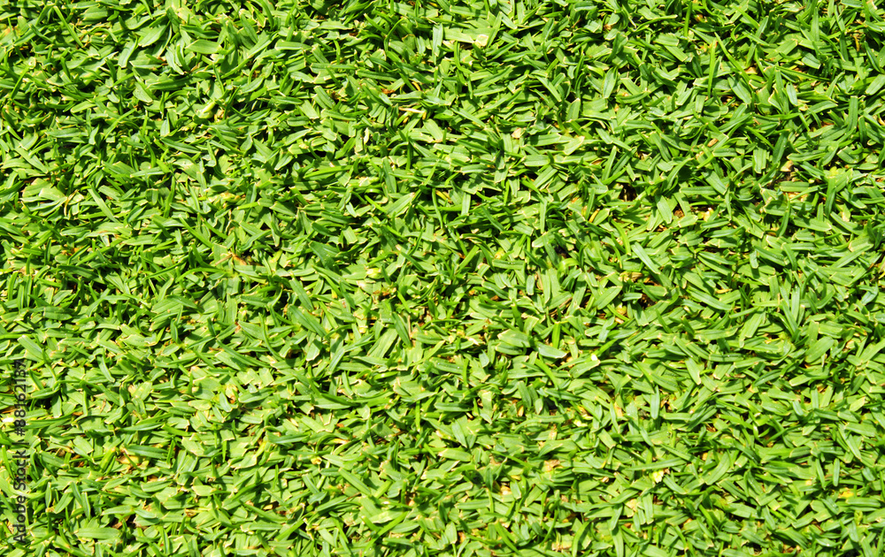 grass grass
