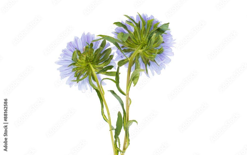Obraz premium aster