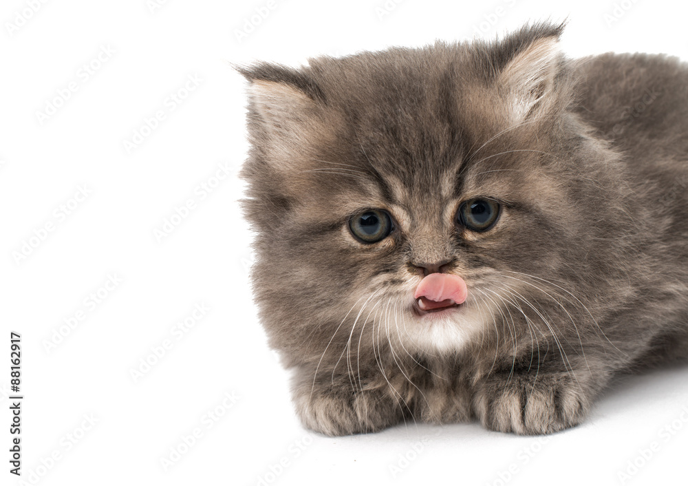 beautiful fluffy little kittens