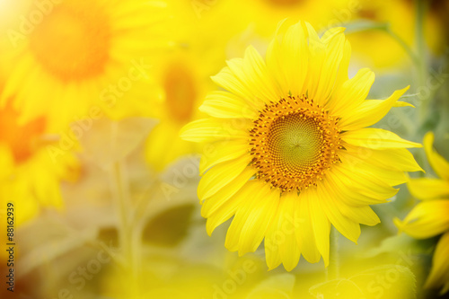 Bright yellow sunflowers and sun © saritphoto