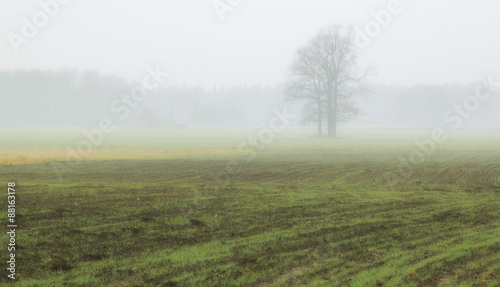 fog in fields