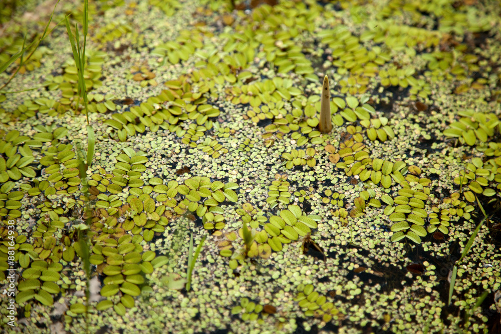 Green floating moss pattern on a swamp surface background Green floating moss pattern on a swamp surface background