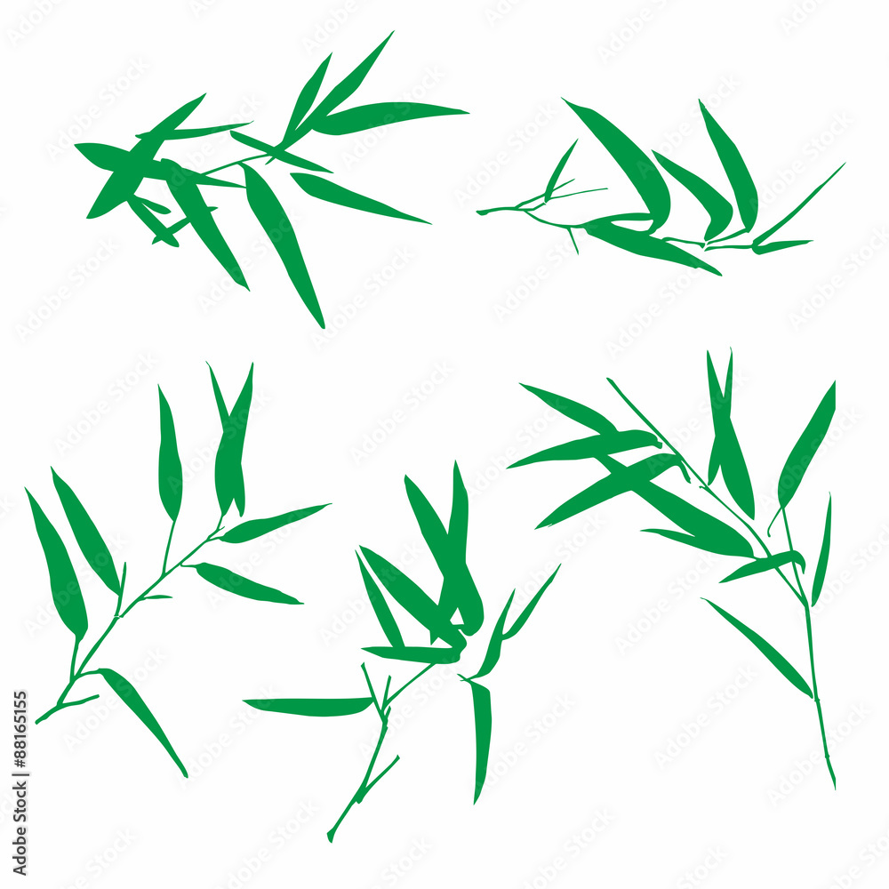 Obraz premium Листья бамбука