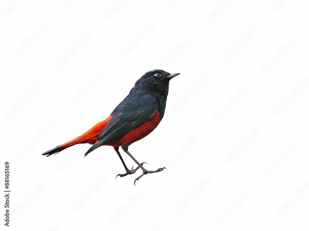 Obraz premium Colorful bird isolated on white background