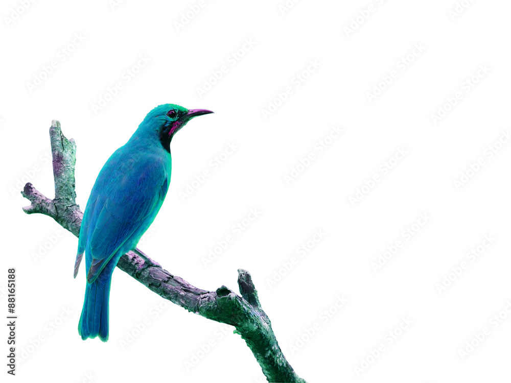 Obraz premium Colorful bird isolated on white background